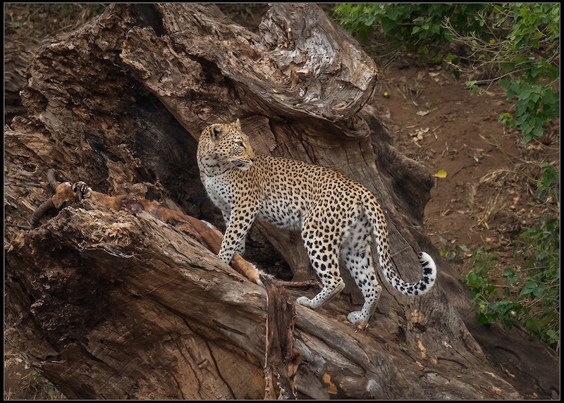 Harties Fotografie Studiegroep - Christa Koekemoer - Hiding his prey in a tree trunk
