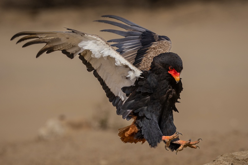 Hermanus Photographic Society - Phil Sturgess - Touch down