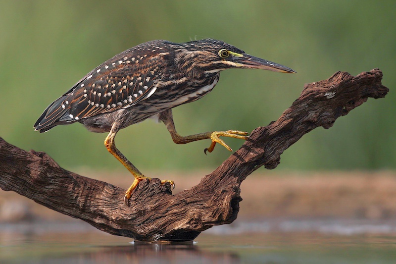Highway Camera Club - Hugh Watson - Striated Heron on the move