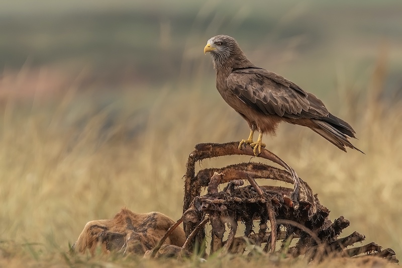 Hillcrest Camera Club - Jill Ferraz - Nothing left to eat