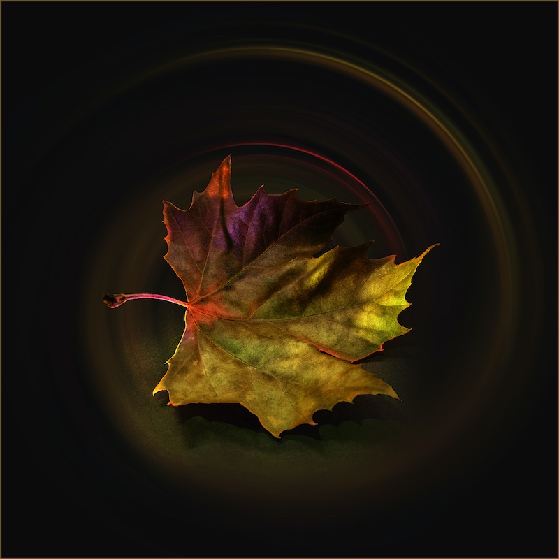 IPIP Photographic Club - Sandy van Vuuren - Autumn Swirl