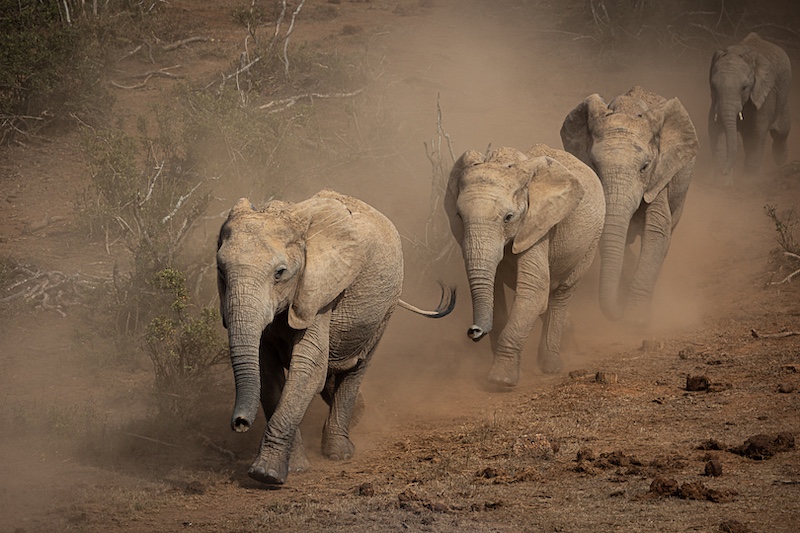 Knysna Photographic Society - Doug Emanuel - Charging the waterhole