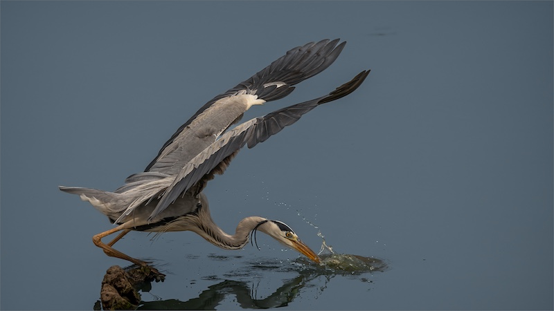 Magalies Foto Fun Club - Tokkie Labuschagne - Grey Heron Catches a Fish