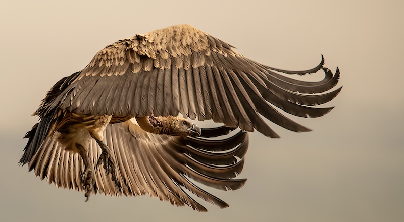 Maritzburg Camera Club - Ronelle van den Heever - Cape Vulture in Flight