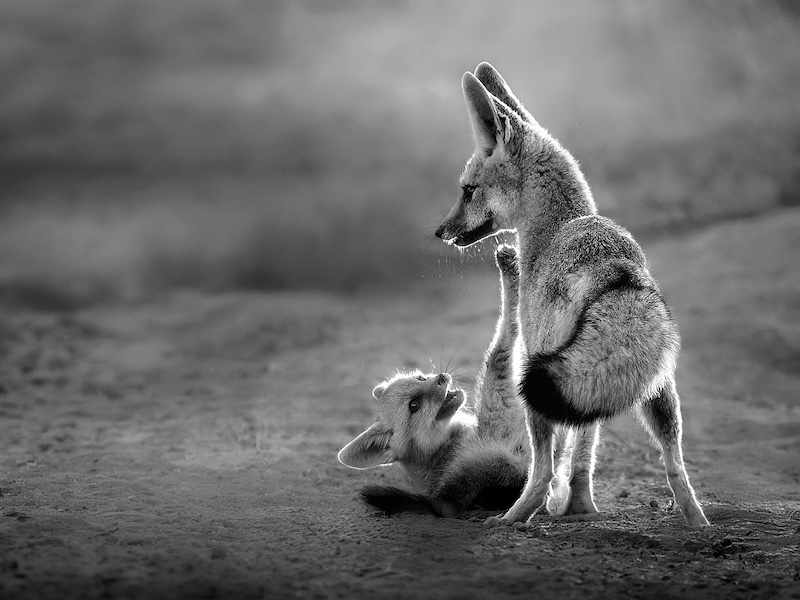 Midlens Fotoklub - Wally Tollemache - Kung Fu baby