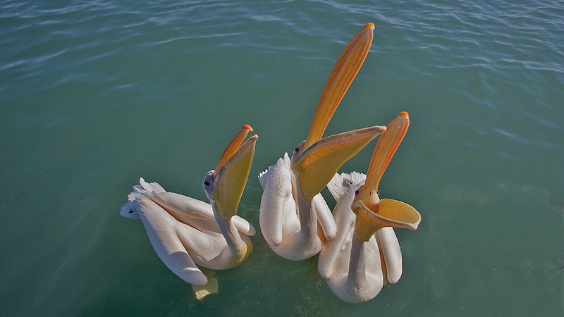 Paarl Photographic Club - Johan Beyers - Pelicans Begging