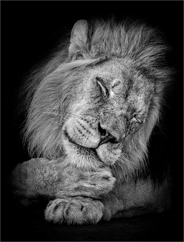 Port Elizabeth Camera Club - Charmaine Joubert - Let sleeping lion lie