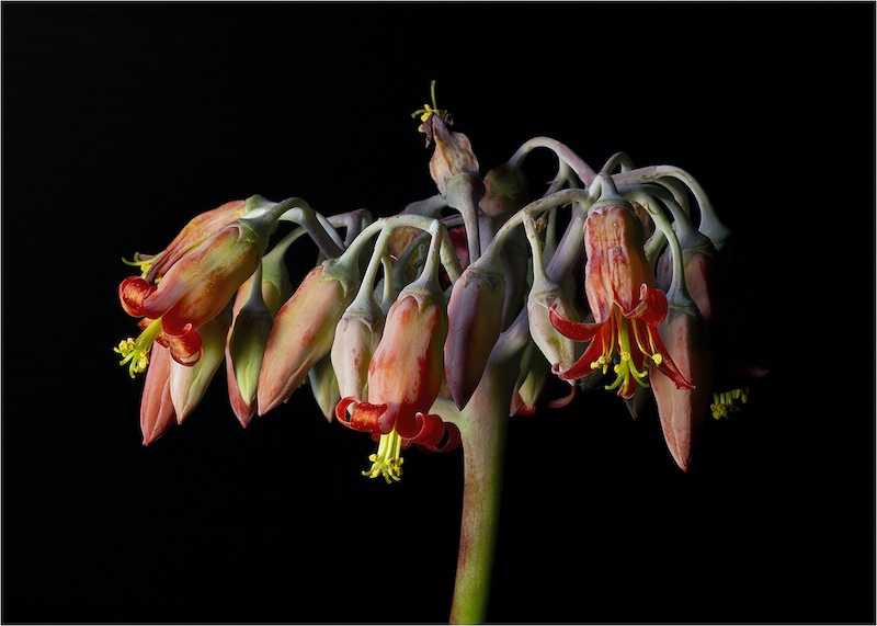 SAVAS - Annatjie Bruyns - Succulent flower
