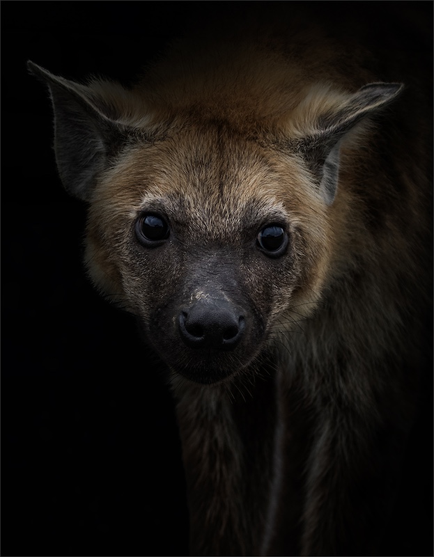 Southern Suburbs Camera Club - Joey James - Brown eyes