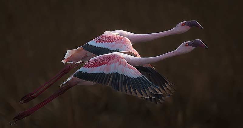 Springs Photographic Club - Pitts Patel - Twin flamingoes