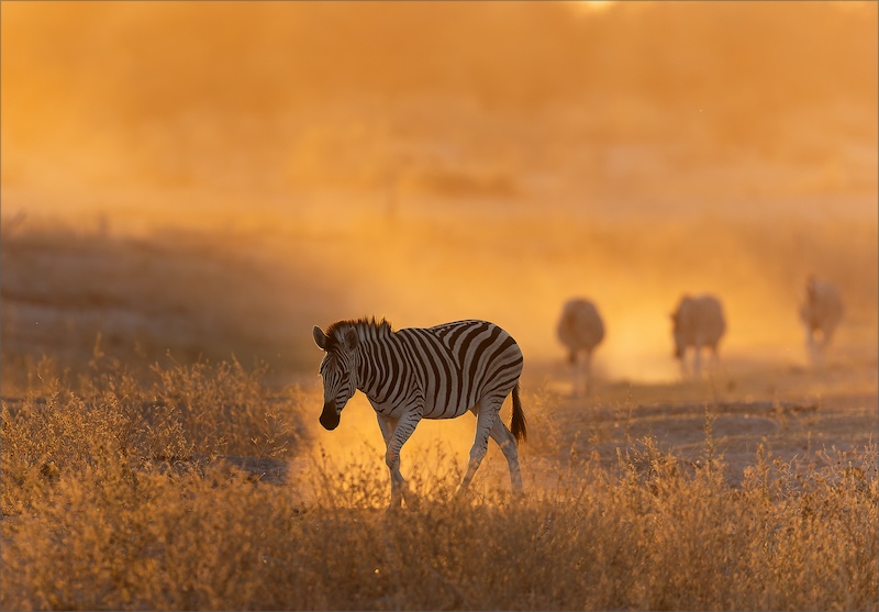 Tafelberg Fotografieklub - Adriaan Van Zyl - Zebra at sunset