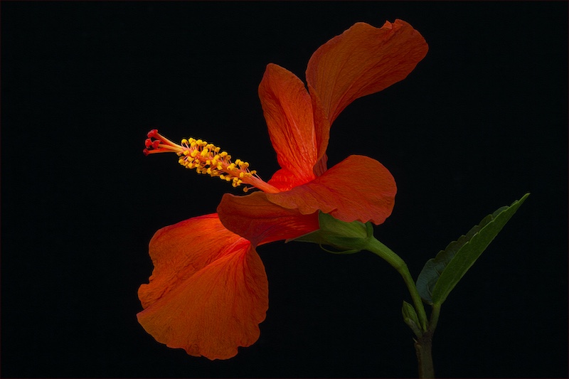 Vereeniging Photographic Society - Jeanette du Toit - Hibiscus Oil Painting