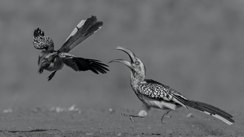 Westville Camera Club - Howard Gillitt - Out of my way