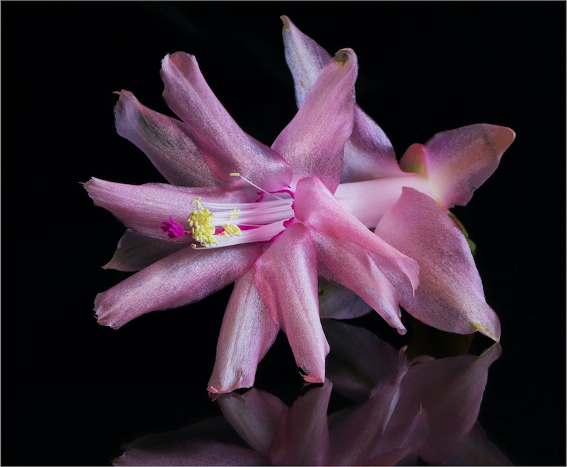 Witzenberg Photographic Society - Louise De Lange - Pink in nature