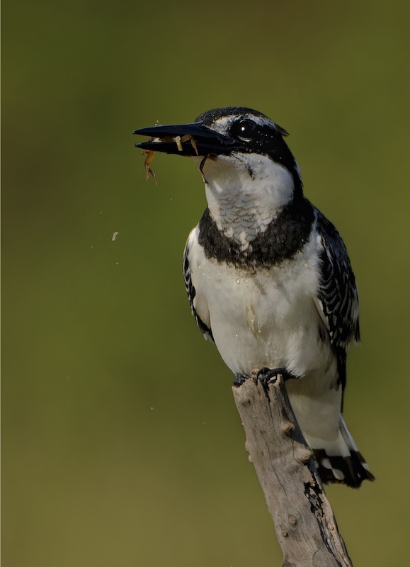 Adriaan Theron - Magalies Foto Fun Club - Crap in my mouth.