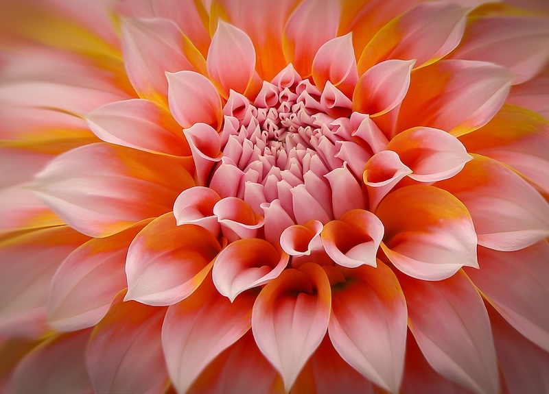 Anton La Grange - Mosselbaai Kameraklub - Dahlia Peaches and Cream