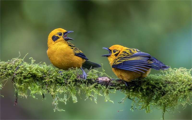 Craig Morgan - Randburg Foto Klub-Randburg Photo Club - Heated Argument