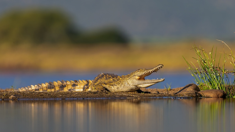 David Wilson - Hermanus Photographic Society - Baby Croc