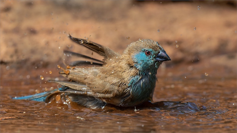 Johan Frost - Midlens Fotoklub - A Cool Splash