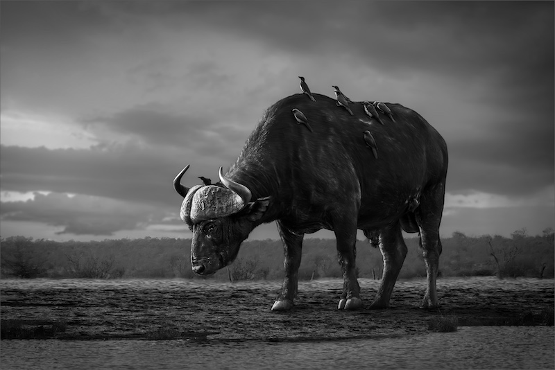 Kobus Yssel - Southern Suburbs Camera Club - Lonesome Bull