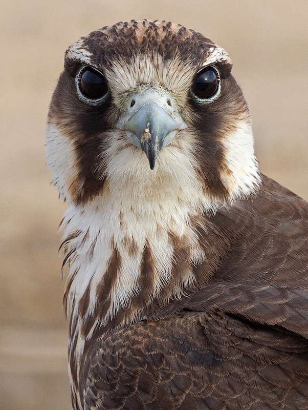 Michele-Ann Nel - Creative Camera Club - Juvenile Lanner Portrait