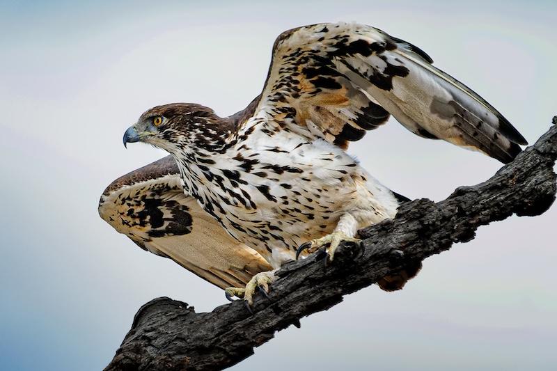 Peter Oosthuizen - Knysna Photographic Society - Lift off