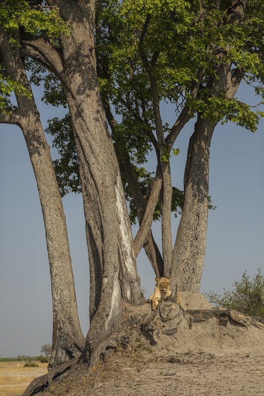 Sharlene Cathro - Princes Grant Camera Club - Anthill advantage