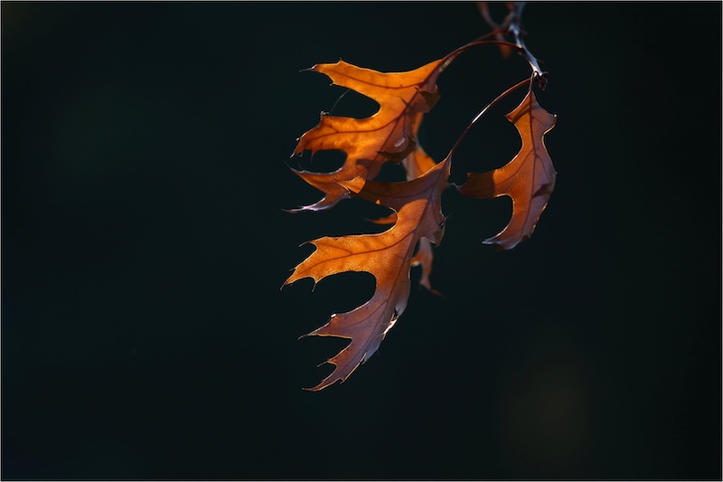 Zhongjie Huan - Pretoria Photographic Society - Late Autumn indicated by a leaf