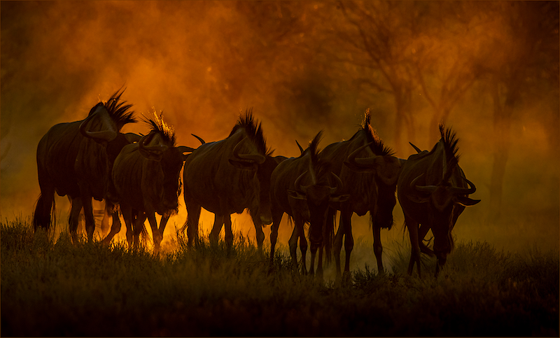 GR-PSSA Silver-Colour Prints-Tesaam teen Son en Stof-Gonnie Myburgh-NPC