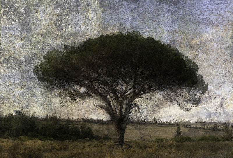 WC-PSSA Bronze-Colour Prints-Green tree P-Mariana Visser-Tafelberg