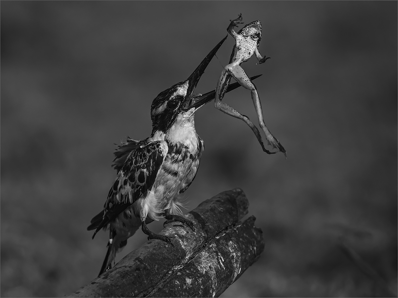 WC-PSSA Bronze-Monochrome Prints-Preparing French Cuisine-Gonnie Myburgh-NPC