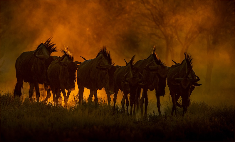 WC-PSSA Silver-Colour Prints-Tesaam teen Son en Stof-Gonnie Myburgh-NPC