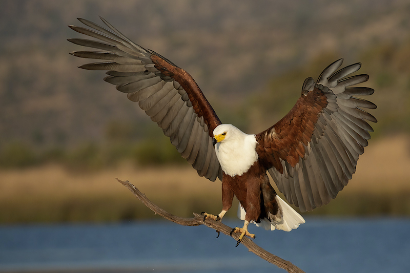 Bronze Medal - Runner Up - Up&Coming Medal-Junior - Nature Colour--African Fish Eagle-Sonja Olivier-Edenvale Photographic Club