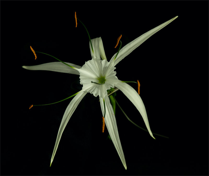 Bronze Medal - Runner Up- Up&Coming Medal-Scholar- Digital Cameras Colour -Spider flower-HJ Coetzer -Schools - Zwarrie Fotografieklub