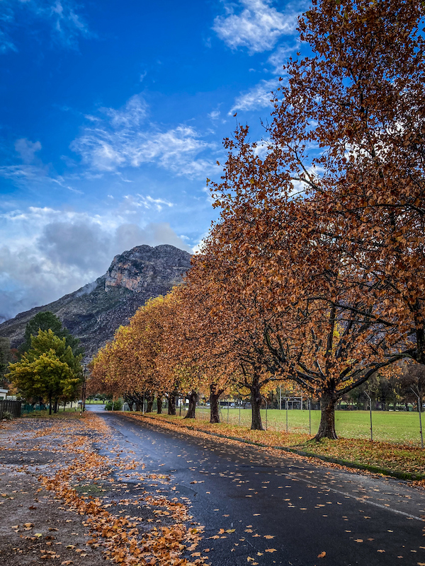 PSSA Bronze Medal-Scholar - Cell Phone Colour-Fallen leaves-Sofia Van Der Merwe-Schools - Charlie Hofmeyr HS