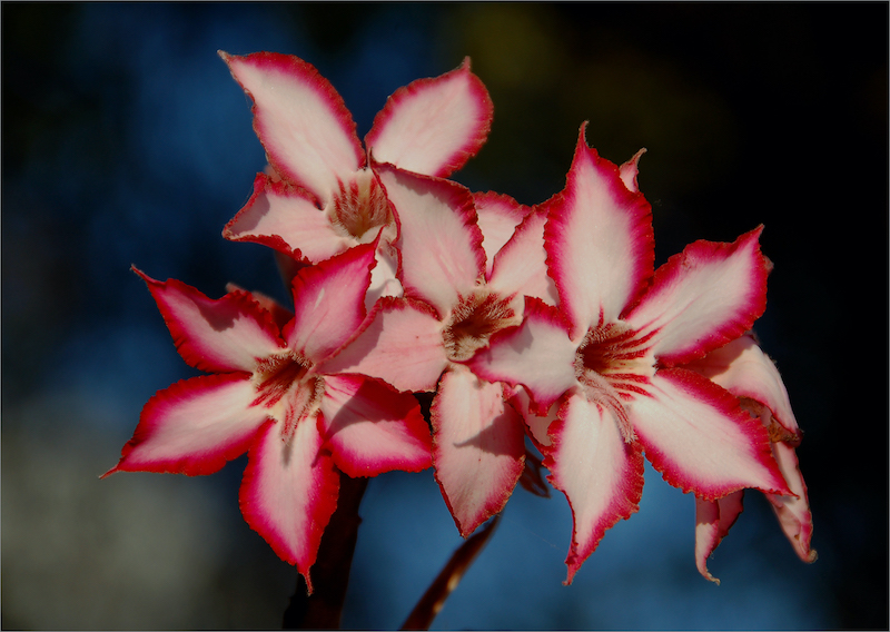 PSSA Bronze Medal-Scholar- Digital Cameras Colour-Flower Power-Albie Nel-National Photographic Club