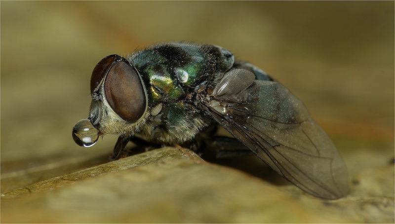 PSSA Bronze Medal-Juniors - Nature-Thirsty Tired-Tareza Holtzhausen-Kosmos Fotografie Klub