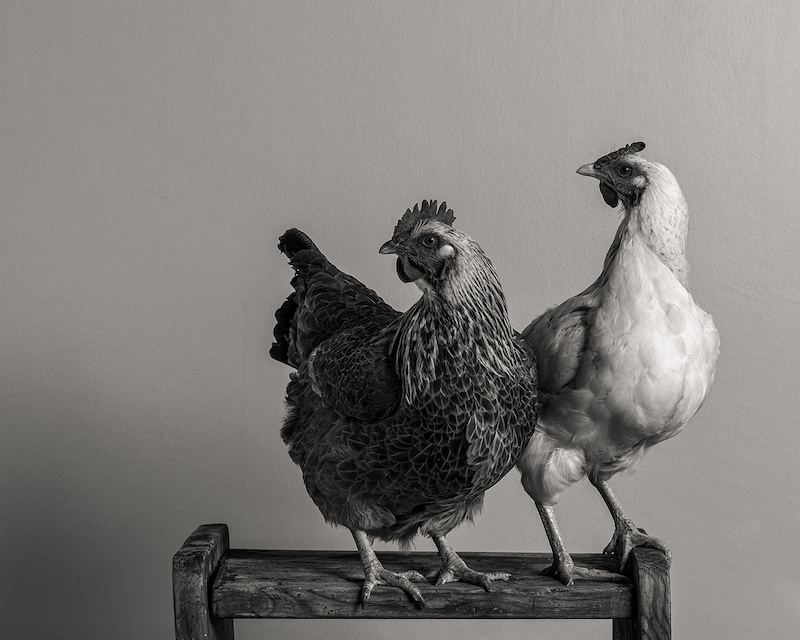 PSSA Bronze Medal-Juniors - Open Monochrome-Hot Chicks-Phiane Oosthuizen- Independent