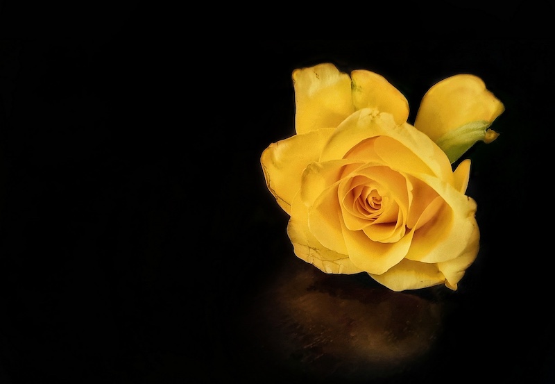 PSSA Bronze Medal-Scholars - Cell Phone Open-Solidarity Glow-Danica Del Rio Maree-Schools - Zwarrie Fotografieklub