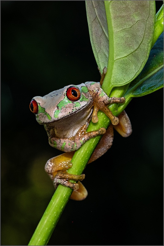 Up&Coming Runner-Up Medal-Juniors - Nature-Hang in there-Maryke McGeer-Highway Camera Club