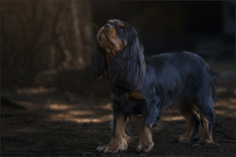 Up&Coming Runner-Up Medal-Juniors - Open Colour-Sasha-Michelle Stephen-Springs Photographic Club