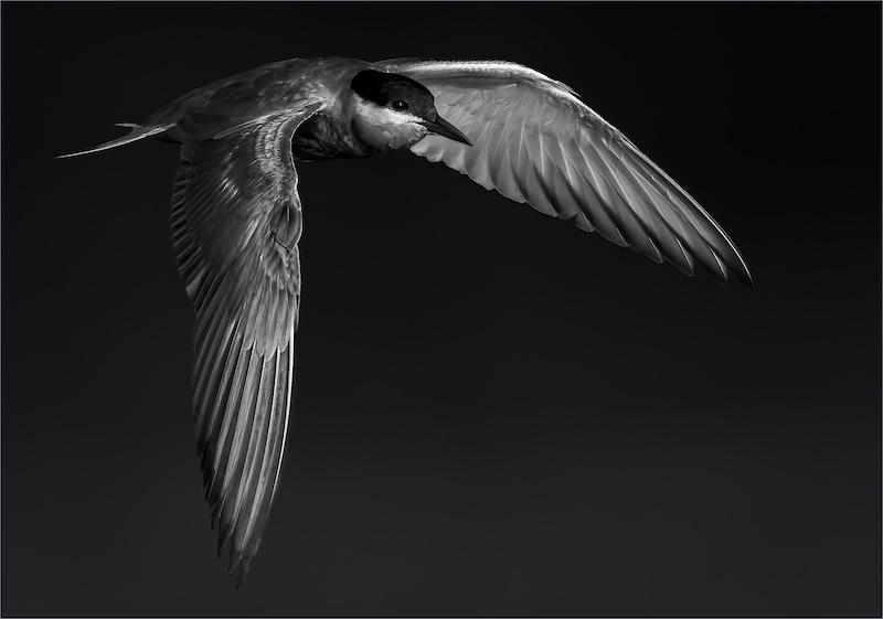 FIAP Gold Medal-Open Monochrome-Tern patrolling the wet land-Theo van der Merwe-Boksburg Camera Club