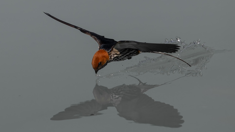 FIAP Gold Medal-Nature-Swallow drinking-Christo Giliomee-Tafelberg  Fotografieklub