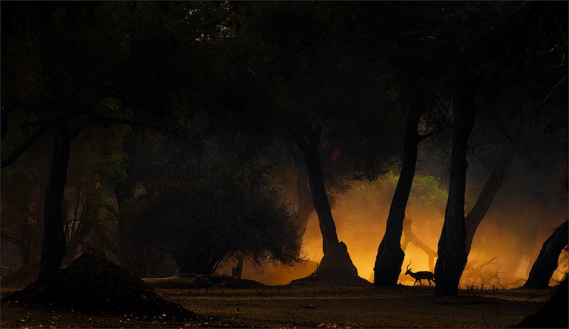PSSA SILVER MEDAL-NATURE-IMPALA AT SUNSET MANA-JANNES DROTSKY-BETHAL FOTOGRAFIE KLUB