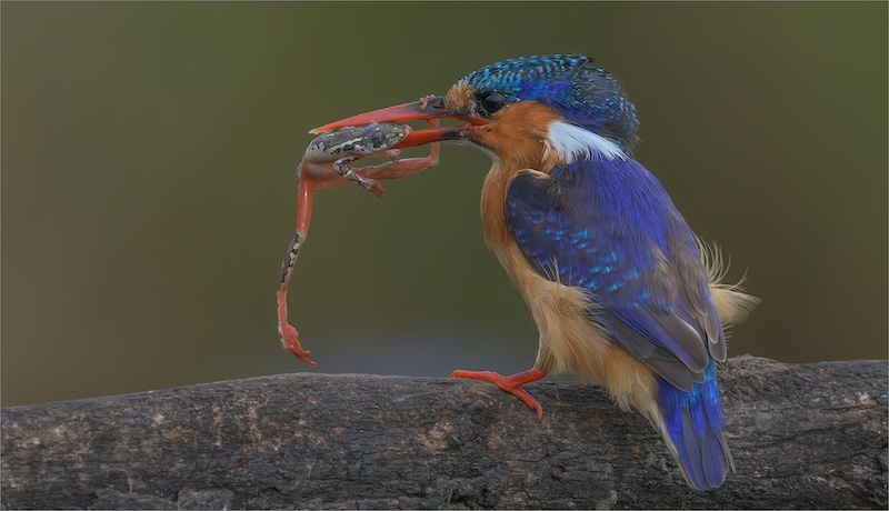 PSSA GOLD MEDAL-BEST PANEL-NATURE-HOLDING ON-MICHELLE PEARSON-HIBISCUS COAST PHOTOGRAPHIC SOCIETY
