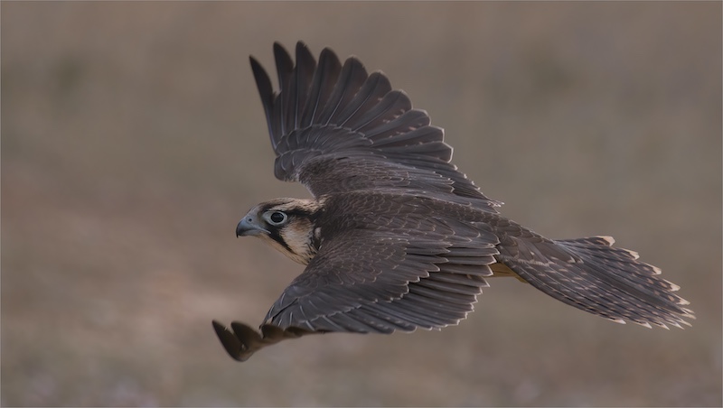 Best Panel-Nature-Coming through-Michelle Pearson-Hibiscus Coast Photographic Society