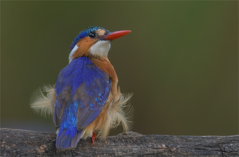 Best Panel-Nature-Fluff-Michelle Pearson-Hibiscus Coast Photographic Society