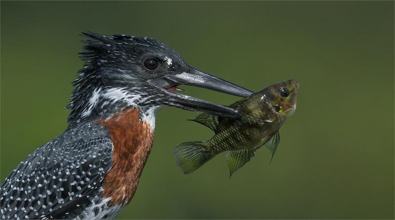 Best Panel-Nature-I found Nemo-Michelle Pearson-Hibiscus Coast Photographic Society