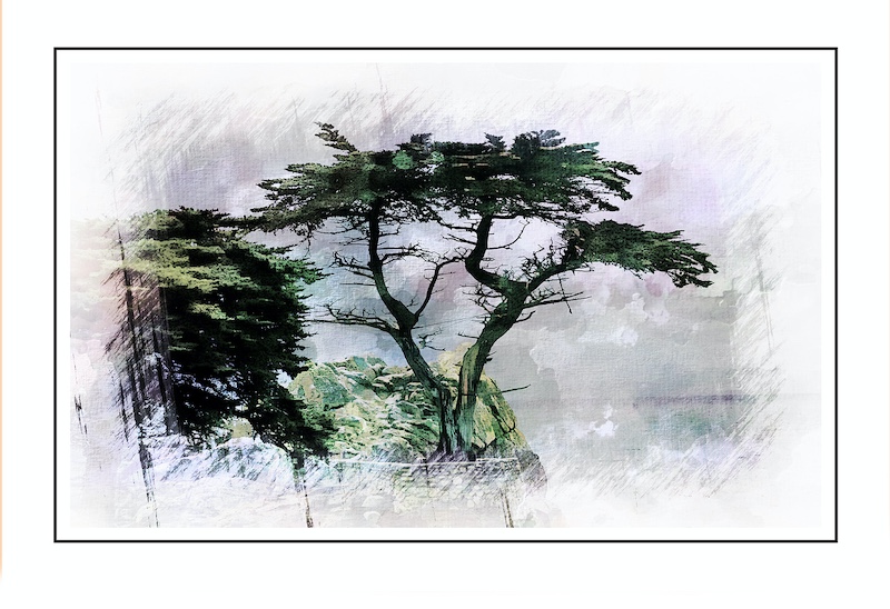 PSSA SILVER MEDAL-VISUAL ART-CYPRESS TREES MONTERREY-ROBERT DAVIS-UNITED STATES