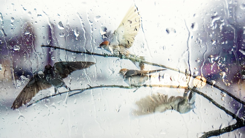 PSSA MEDAL-MARIKE BRUWER AWARD-WINTERS DAY-ANNEKE PRETO-SOUTHERN SUBURBS CAMERA CLUB